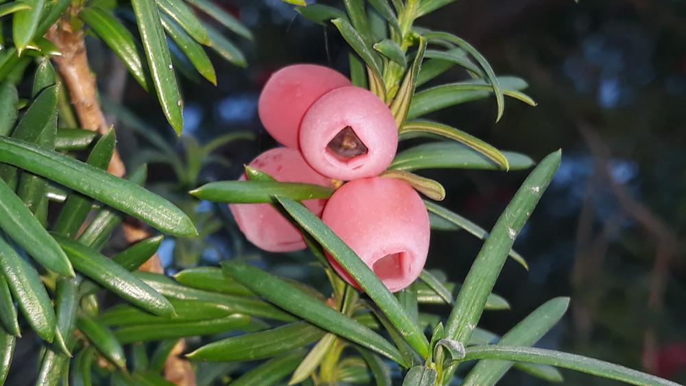 Photo of Common Yew (Taxus baccata) uploaded by skopjecollection