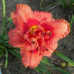 Location: My garden in northeast Texas
Date: 2020-06-19
This is the double, this plant can single and double at the same 