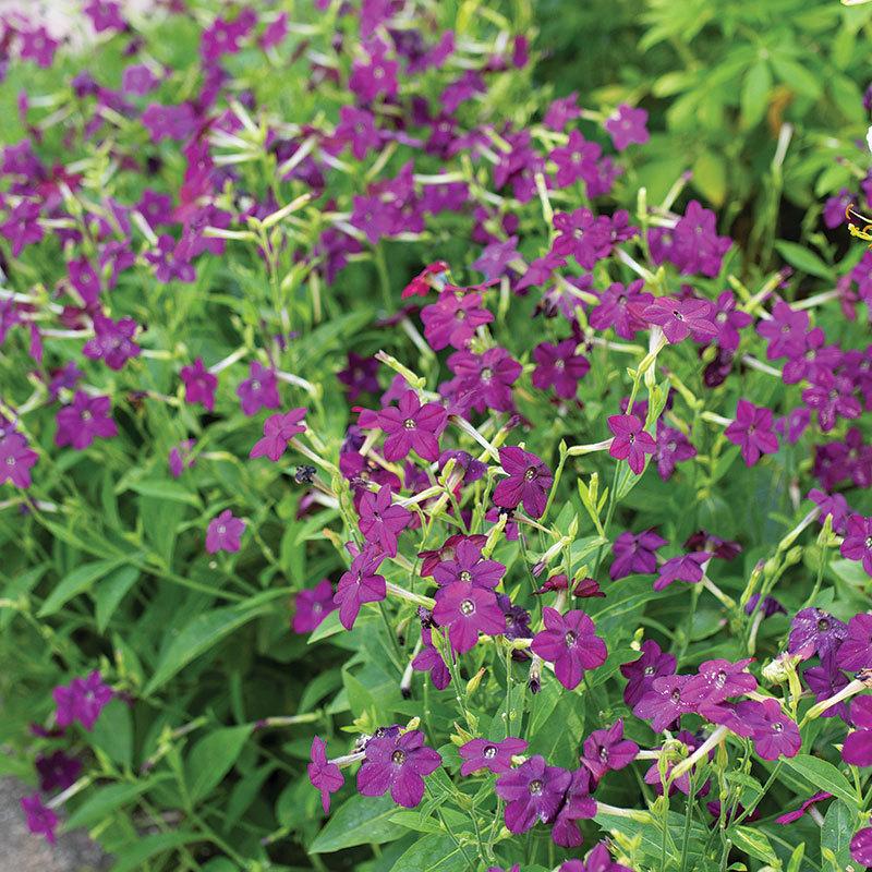 Photo of Flowering Tobacco (Nicotiana x sanderae Perfume™ Deep Purple) uploaded by Joy
