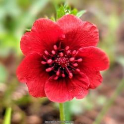 Location: Gila National Forest, New Mexico
Date: 08.07.2021
Deep red velvety petals on this native