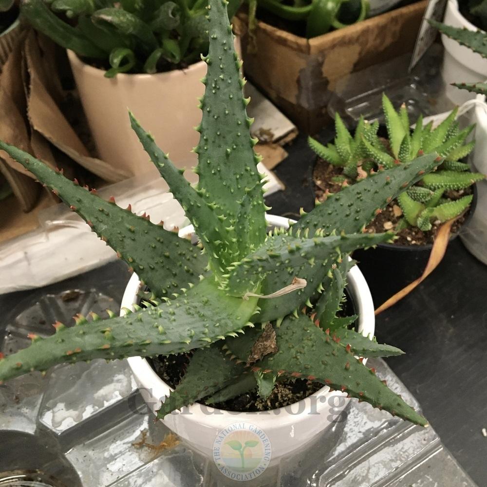 Photo of Aloes (Aloe) uploaded by BlueOddish
