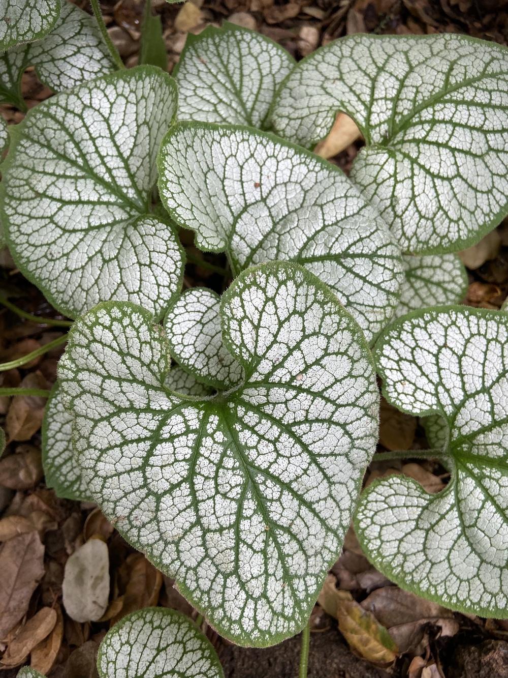 Photo of Silver Siberian bugloss (Brunnera macrophylla 'Jack Frost') uploaded by Calif_Sue