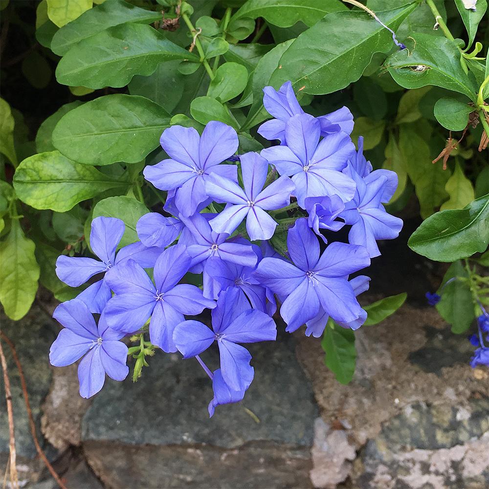 Photo of Cape Leadwort (Plumbago auriculata 'Imperial Blue') uploaded by Joy
