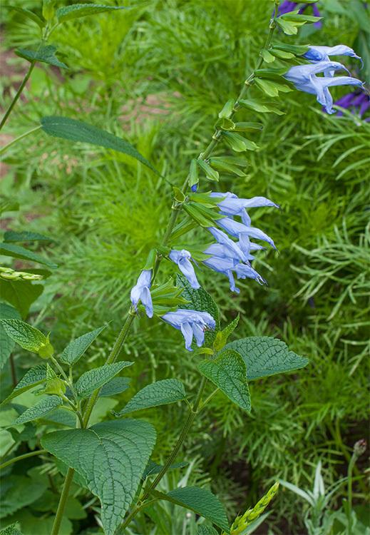 Photo of Blue Anise Sage (Salvia coerulea 'Argentine Skies') uploaded by Joy