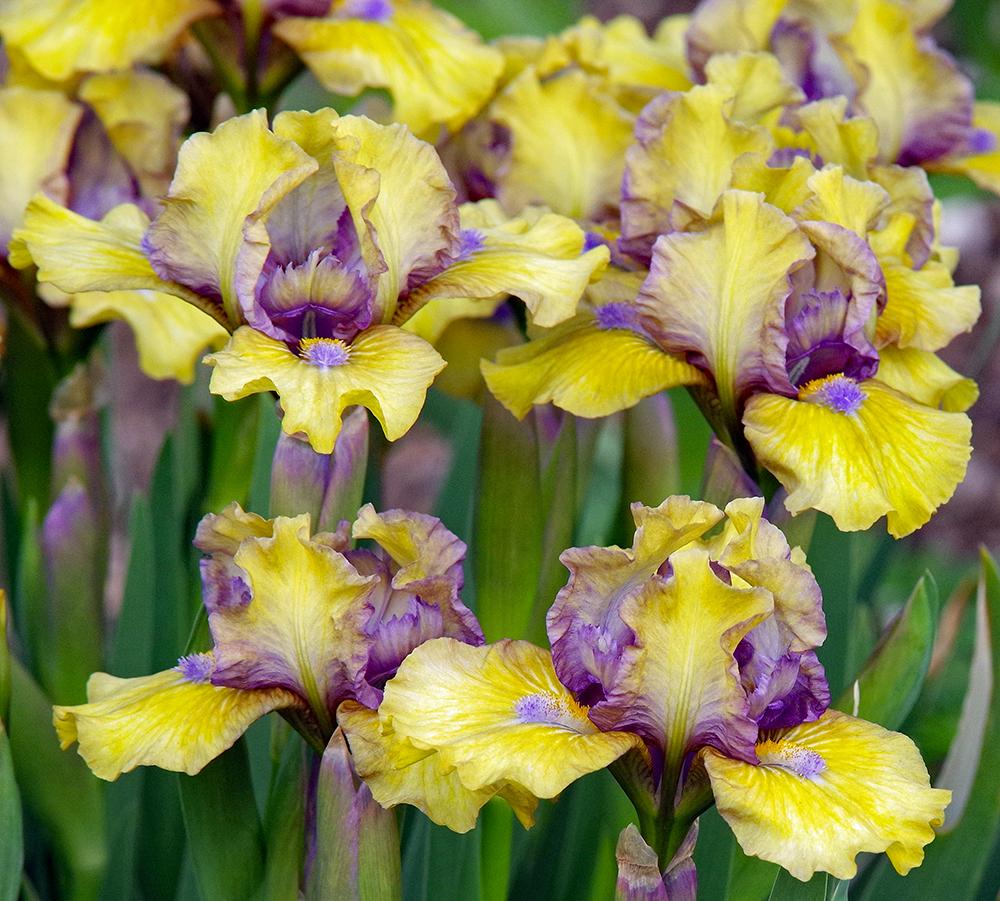 Photo of Standard Dwarf Bearded Iris (Iris 'Psychedelic Dreams') uploaded by dirtdorphins