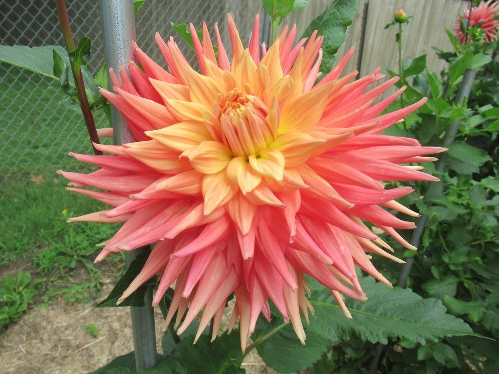 Photo of Dahlia 'AC Ben' uploaded by psudan