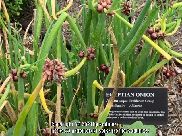 Photo of Onions (Allium cepa) uploaded by sedumzz