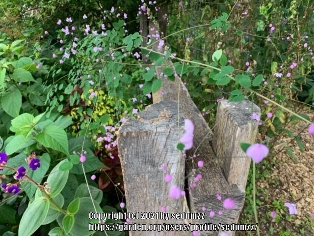 Photo of Japanese Anemone (Eriocapitella hybrida 'Robustissima') uploaded by sedumzz