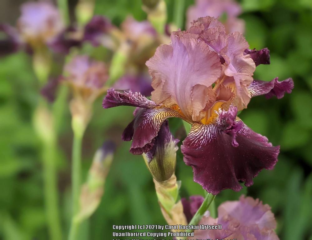 Photo of Tall Bearded Iris (Iris 'Smith Named Keith') uploaded by Artsee1