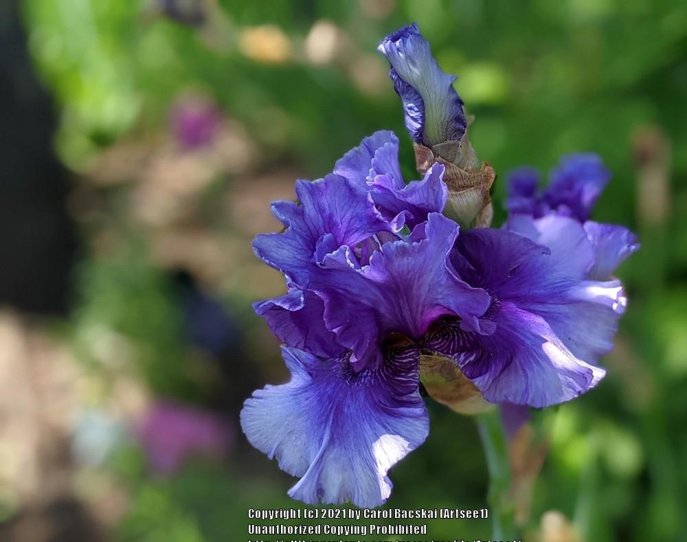 Photo of Irises (Iris) uploaded by Artsee1