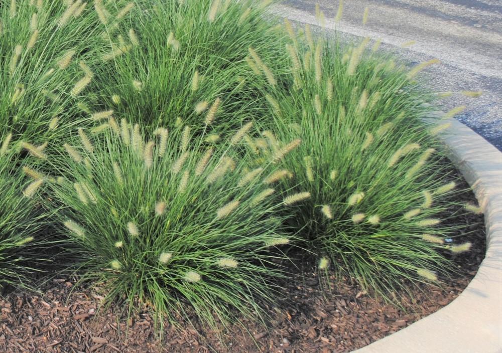 Photo of Fountain Grass (Cenchrus alopecuroides 'Little Bunny') uploaded by ILPARW