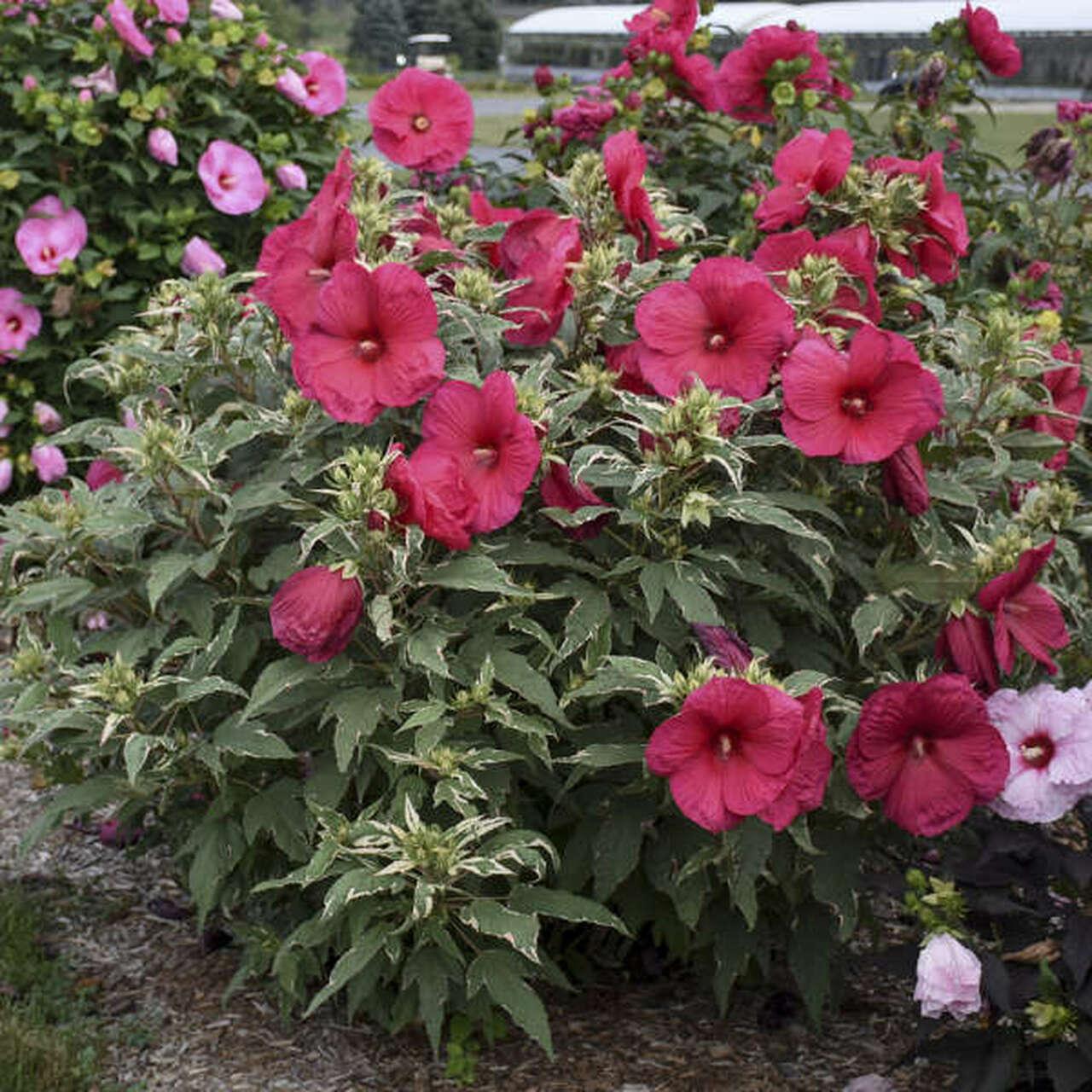 Photo of Hybrid Hardy Hibiscus (Hibiscus 'Summer Carnival') uploaded by Joy