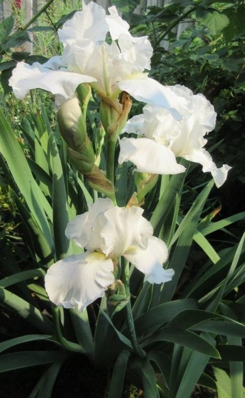 Photo of Tall Bearded Iris (Iris 'Immortality') uploaded by janelp_lee