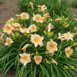 Location: My garden in northeast Texas
Date: 2021-06-08
Wonderful Plant, Never Fails