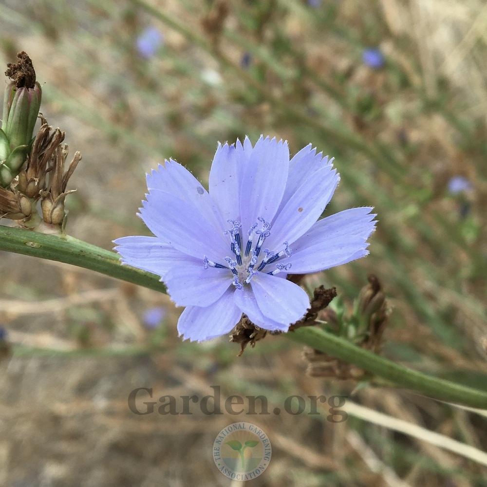 Photo of Chicory (Cichorium intybus) uploaded by BlueOddish
