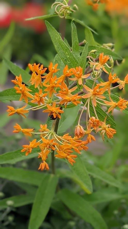 Photo of Butterfly Weed (Asclepias tuberosa subsp. tuberosa) uploaded by Joy