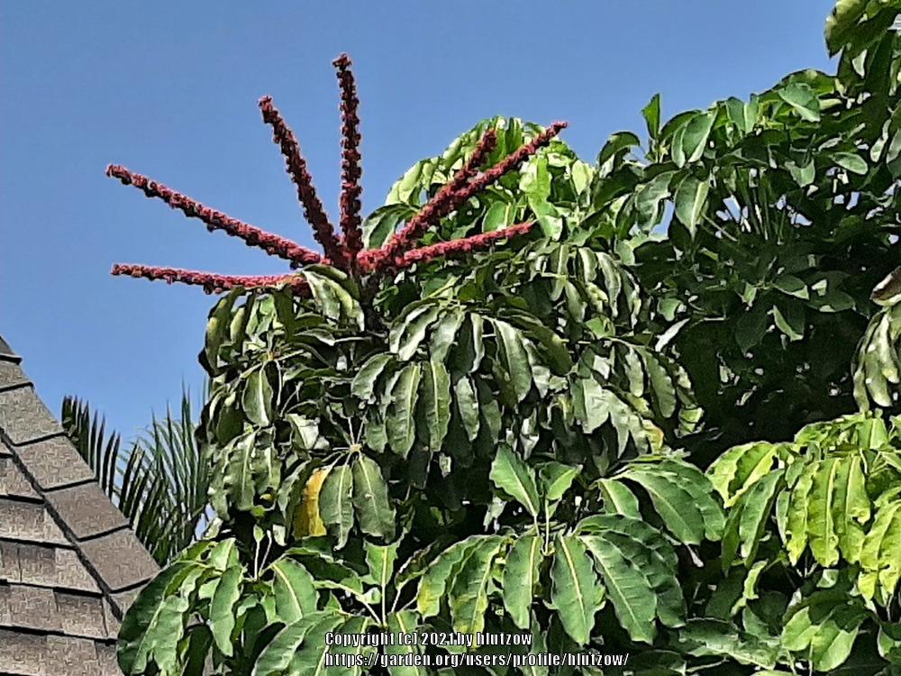 Photo of Umbrella Tree (Heptapleurum actinophyllum) uploaded by hlutzow