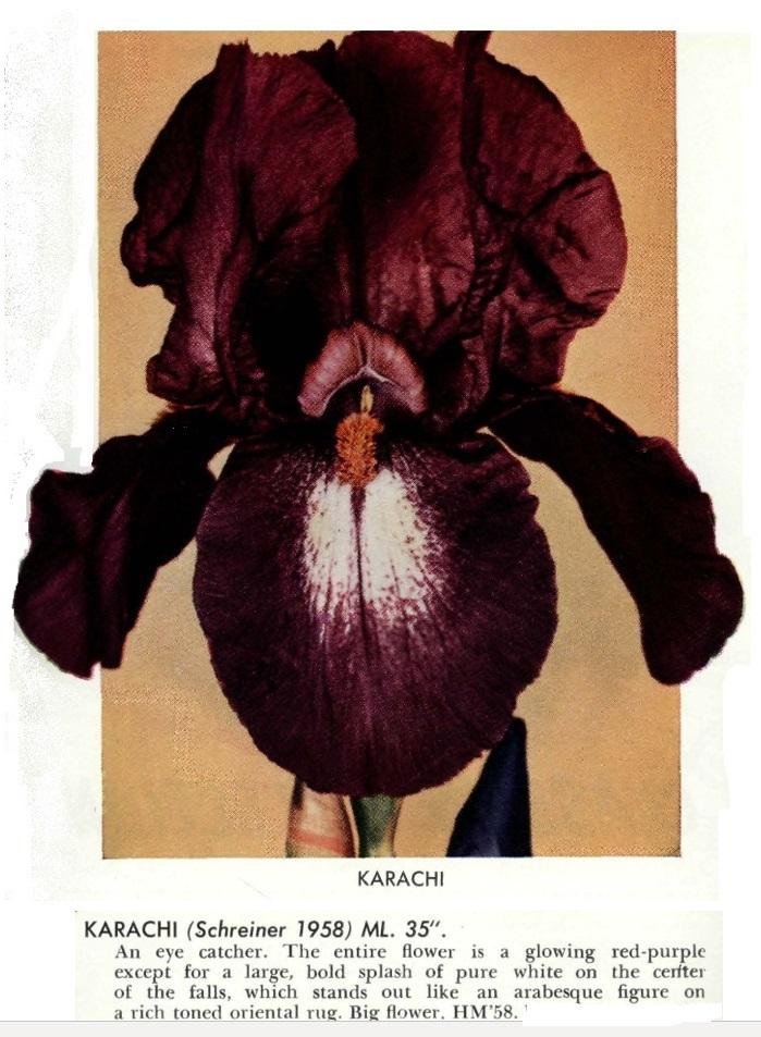 Photo of Tall Bearded Iris (Iris 'Karachi') uploaded by EdenSprings