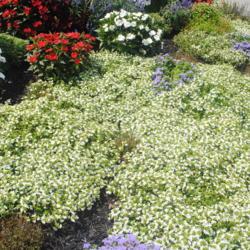 Location: Downingtown Pennsylvania
Date: 2021-08-26
in annual flower border; must be 'White Carpet'