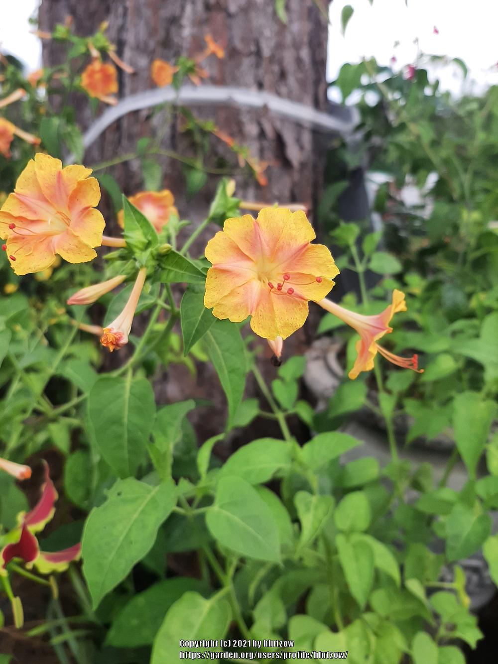 Photo of Four o'Clocks (Mirabilis jalapa) uploaded by hlutzow
