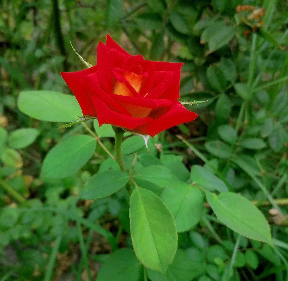 Photo of Floribunda Rose (Rosa 'Ketchup & Mustard') uploaded by manueldalmeida