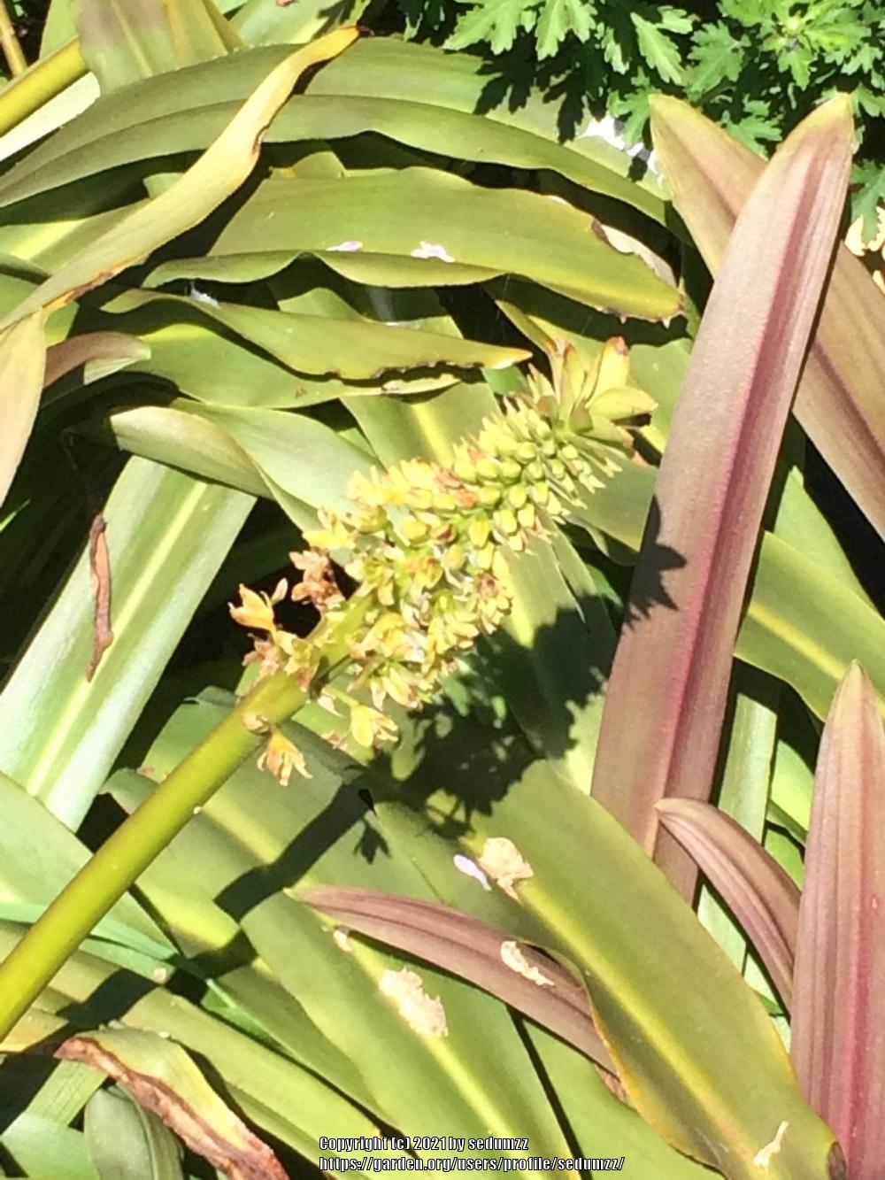 Photo of Pineapple Lily (Eucomis autumnalis) uploaded by sedumzz