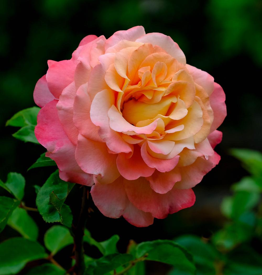Photo of Rose (Rosa 'Augusta Luise') uploaded by AnnKNCalif
