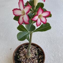 Location: Tampa, Florida
Date: 2021-08-27
Seedling bought from HD in June, nicknamed "Adenia" now in bloom.