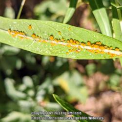Location: My garden in Albuquerque, NM Zone 7b
Date: 07.26.21
Oleander aphids aka Milkweed aphids