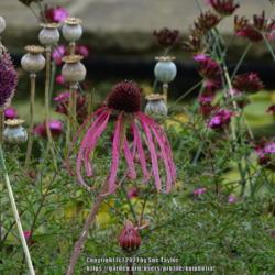 Location: RHS Harlow Carr, Yorkshire, UK
Date: 2021-08-14