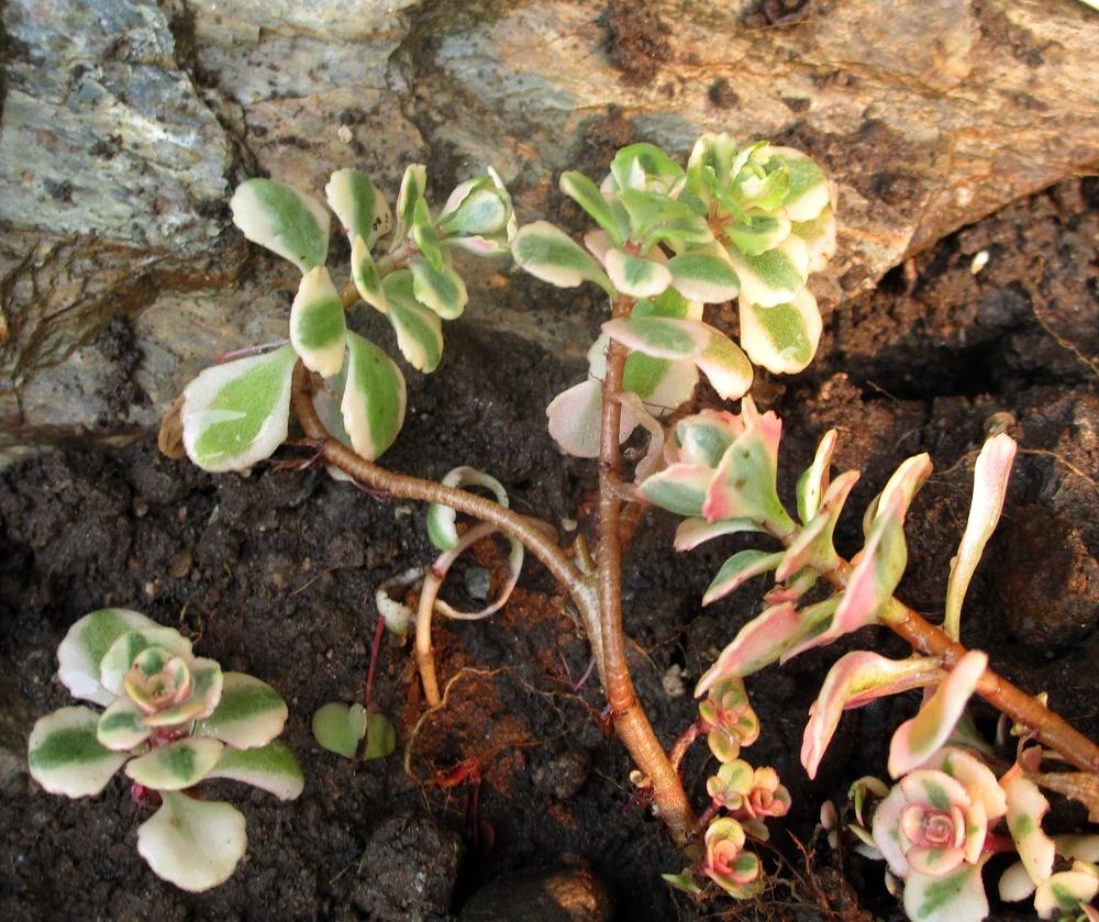 Photo of Two-Row Stonecrop (Phedimus spurius 'Fool's Gold') uploaded by lauribob