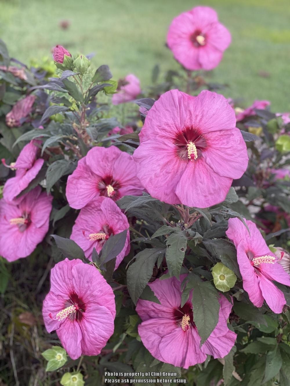 Photo of Hybrid Hardy Hibiscus (Hibiscus Summerific™ Berry Awesome) uploaded by clintbrown