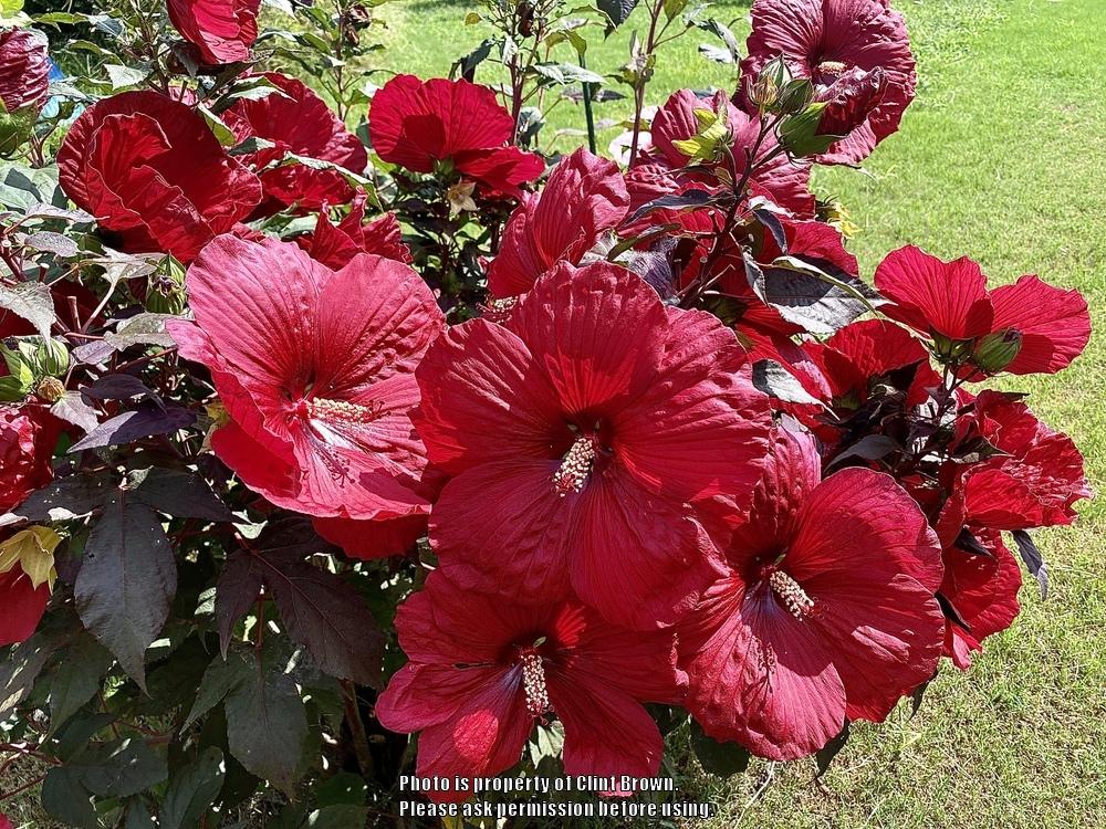 Photo of Hybrid Hardy Hibiscus (Hibiscus Summerific™ Holy Grail) uploaded by clintbrown