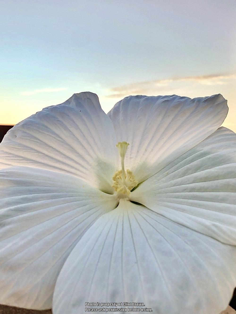 Photo of Hybrid Hardy Hibiscus (Hibiscus 'Blue River II') uploaded by clintbrown
