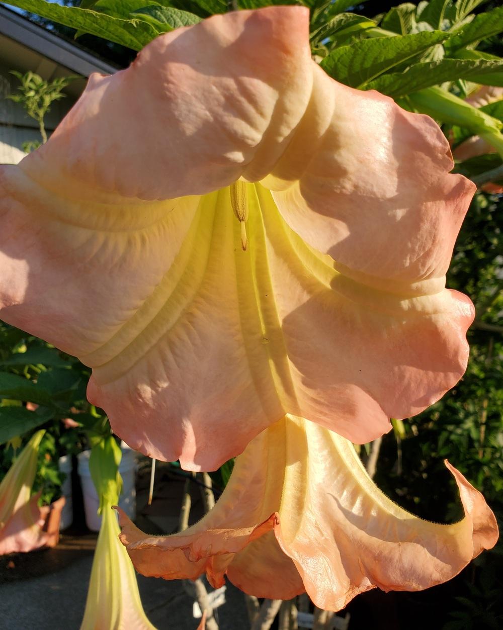 Photo of Angel's Trumpet (Brugmansia 'Frosty Pink') uploaded by karmahappytoes