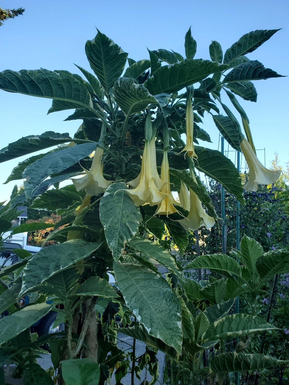 Photo of Angel Trumpet (Brugmansia 'Shorty's Variegated') uploaded by karmahappytoes