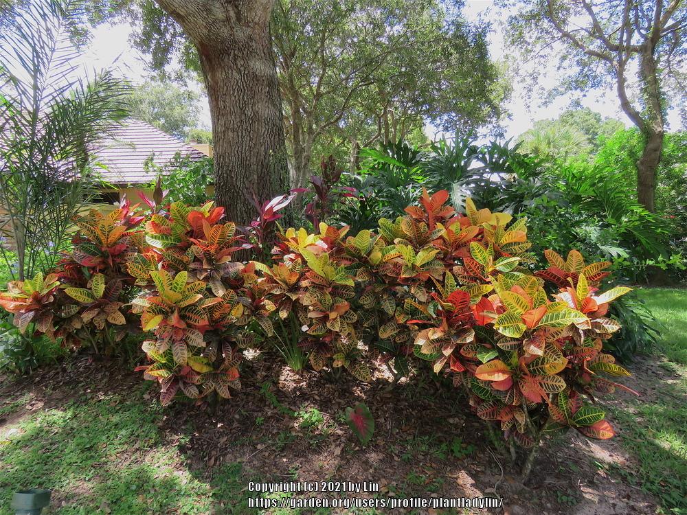 Photo of Croton (Codiaeum variegatum 'Petra') uploaded by plantladylin