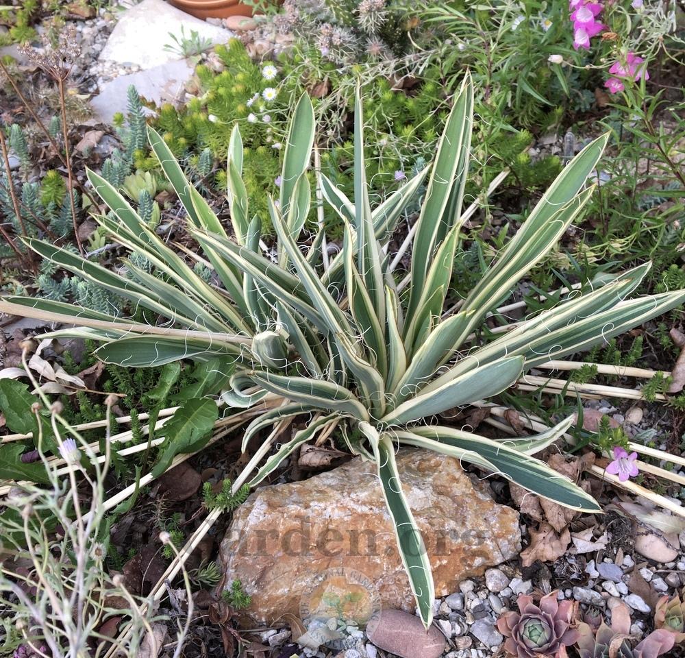 Photo of Variegated Adam's Needle (Yucca filamentosa 'Variegata') uploaded by BlueOddish