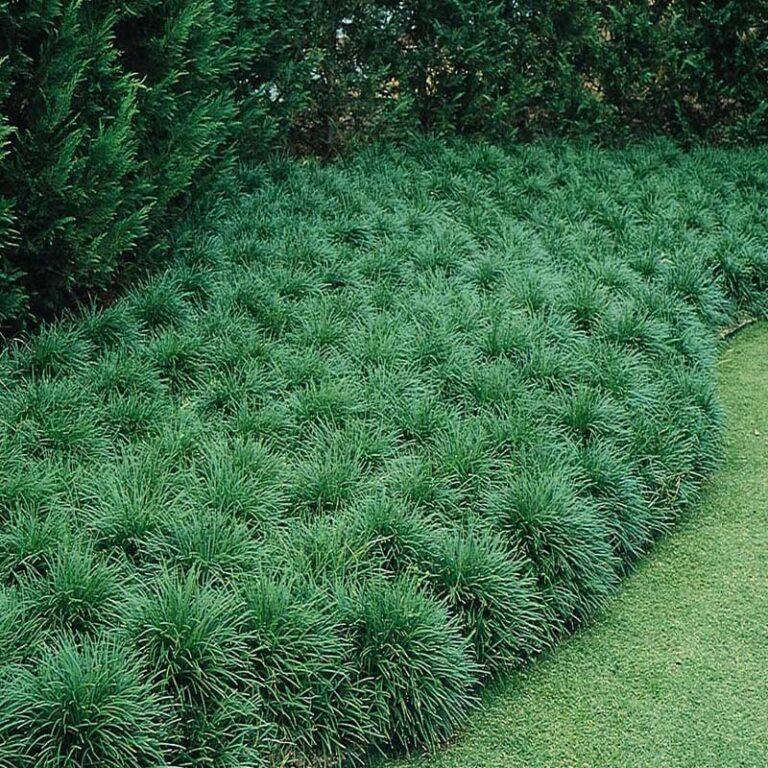 Photo of Dwarf Mondo Grass (Ophiopogon japonicus 'Nanus') uploaded by Joy