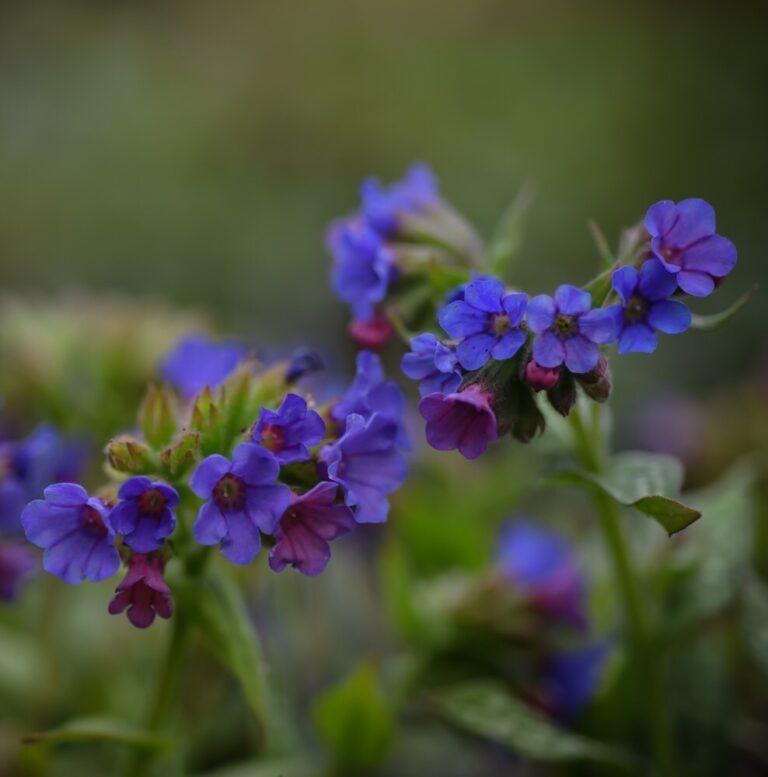Photo of Lungwort (Pulmonaria 'Trevi Fountain') uploaded by Joy