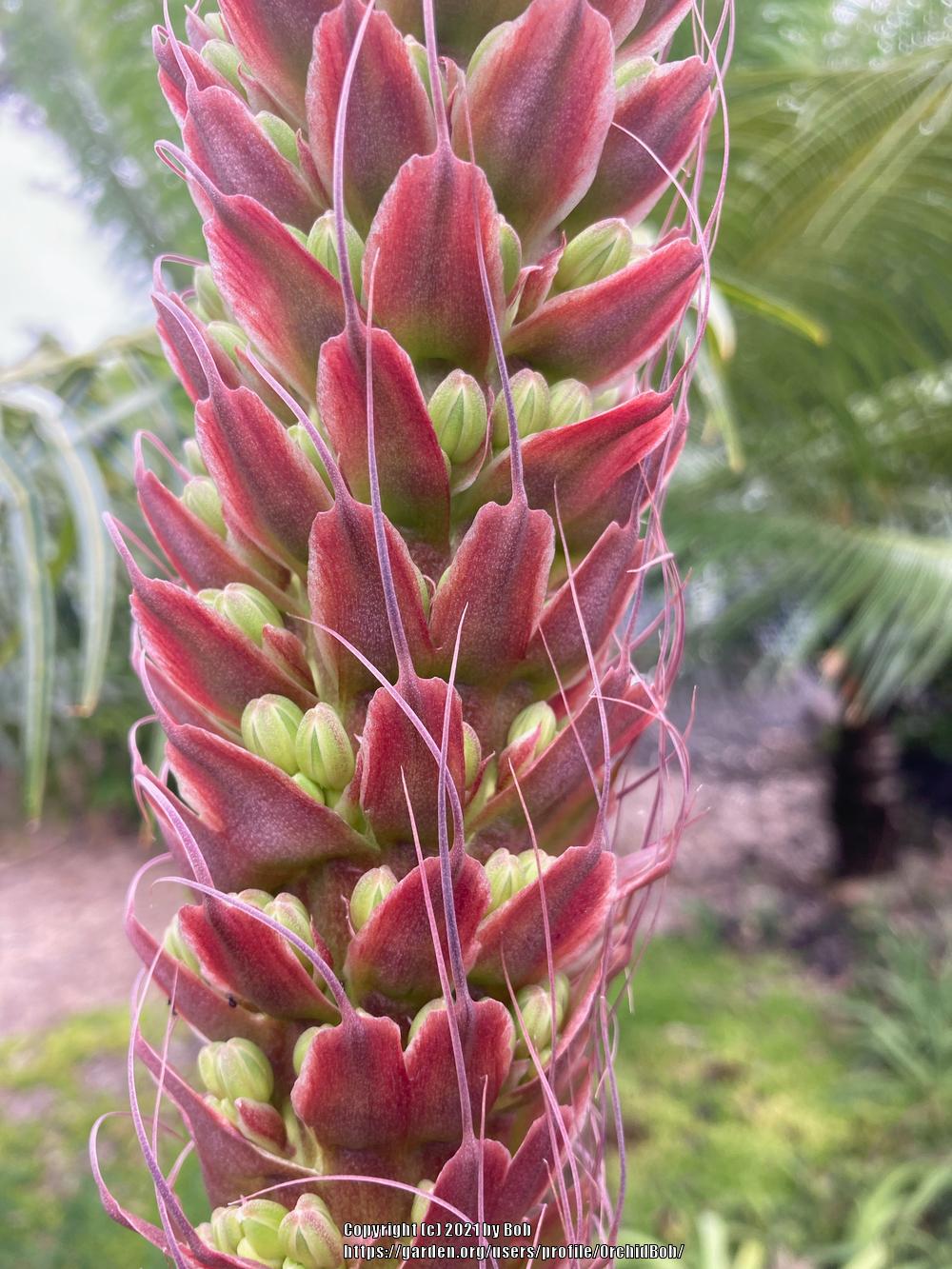 Photo of Squid Agave (Agave bracteosa) uploaded by OrchidBob
