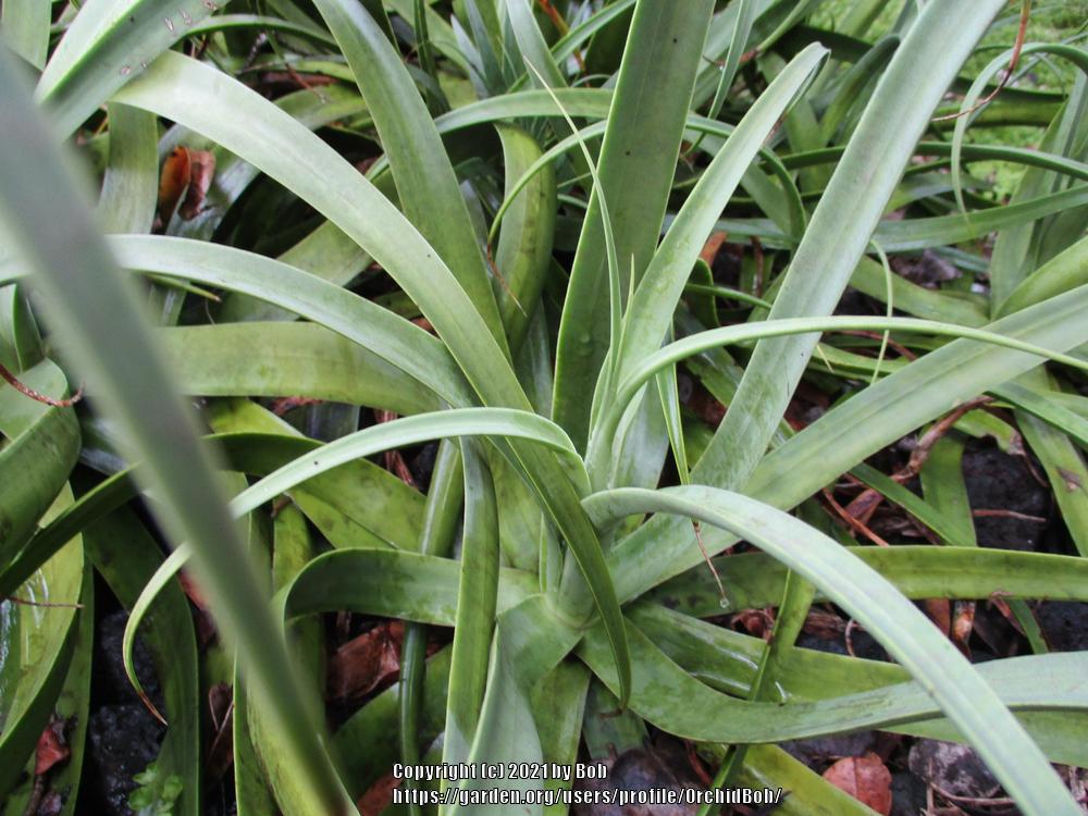 Photo of Squid Agave (Agave bracteosa) uploaded by OrchidBob