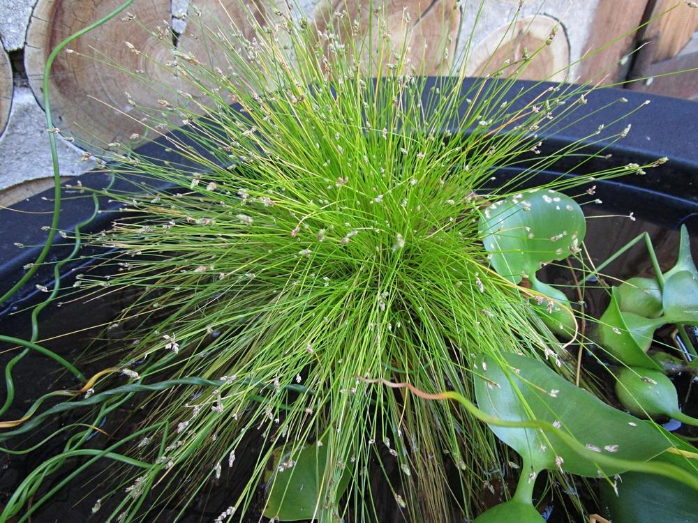 Photo of Fiber Optic Grass (Isolepis cernua) uploaded by lauribob