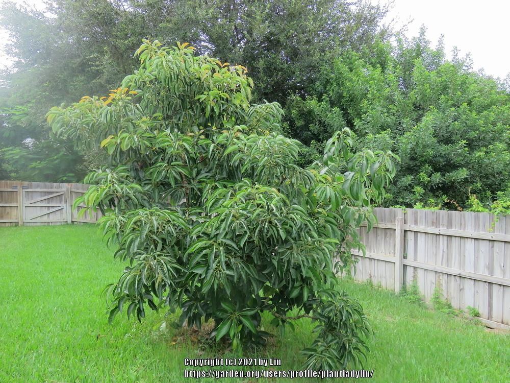 Photo of Avocado (Persea americana 'Hass') uploaded by plantladylin