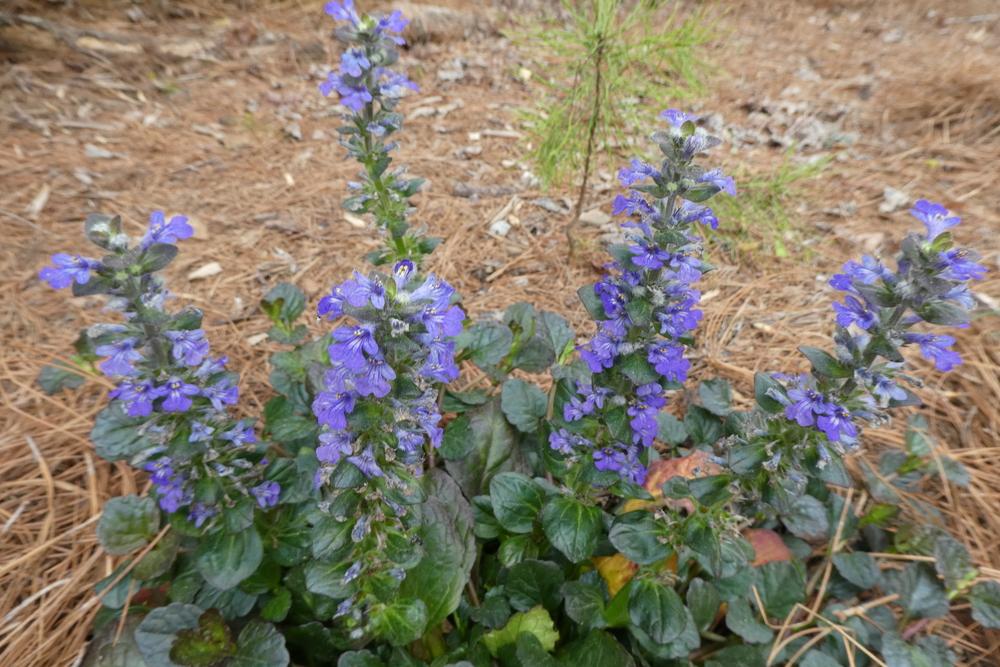 Photo of Bugleweed (Ajuga reptans 'Catlin's Giant') uploaded by LoriMT