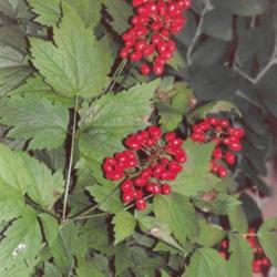 Location: Heathcote Ontario  woodland
Date: 1997-05-30
Actaea pachypoda   red berries
