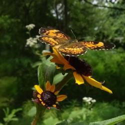Location: Watermark Woods native plant nursery near Leesburg VA
Date: 2021-08-03
Butterfly magnet with long bloom season!