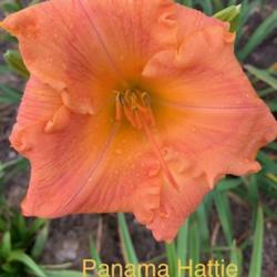 
Date: 2021-08-25
Panama Hattie