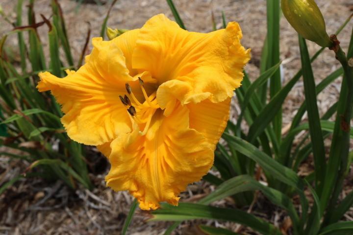 Photo of Daylily (Hemerocallis 'Song of the Empire') uploaded by Hembrain