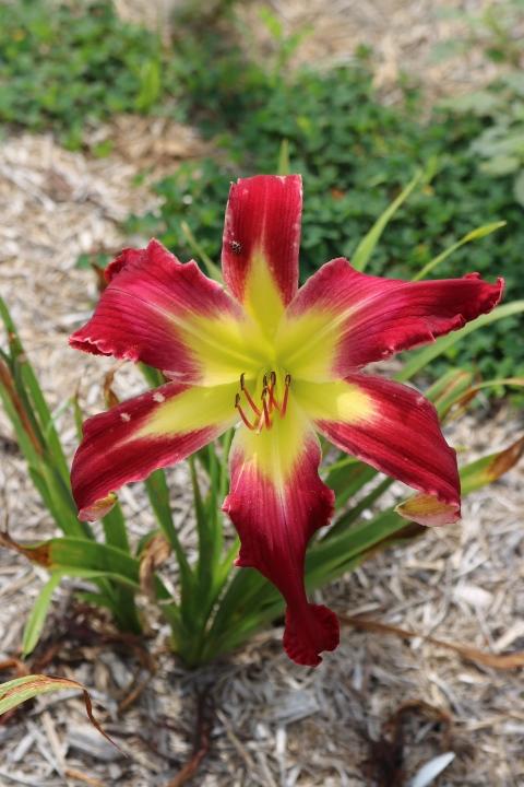 Photo of Daylily (Hemerocallis 'For Ever and For Always') uploaded by Hembrain